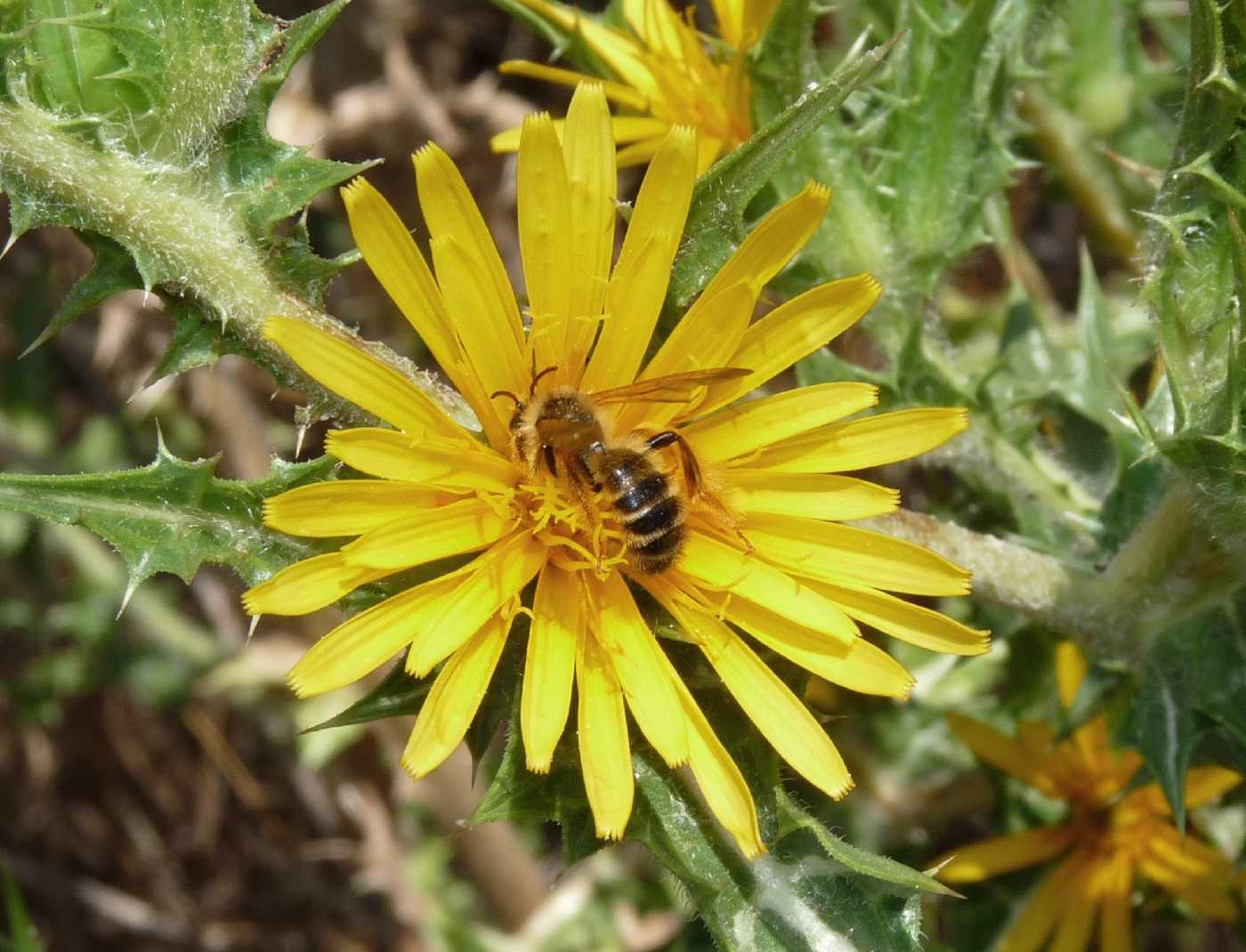 Pianta come punto di ritrovo di Dasypoda sp. (Apidae Melittinae)